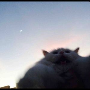 Meet your Posher, Bilgenur